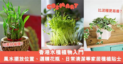 廁所種植物風水|水種植物風水｜香港水種植物入門！風水擺放位置/換 